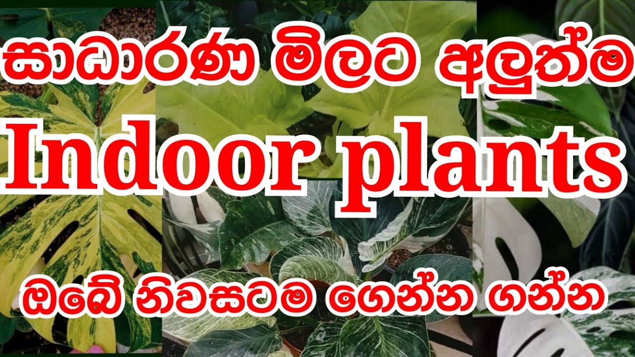 Indoor plants new varieties 🪴🌵🍁 #indoor #plants #flowers #newvariety #courier #new #green #viral