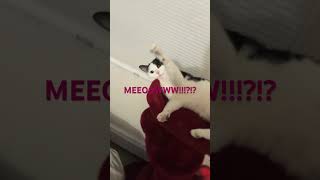 No Batidão Cat Version