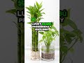 Plantas en agua y Feng Shui: energía fluida para tu hogar.