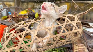 Rescue the poor kitten locked in a cage and thrown in the trash