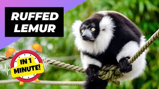 BlackAndWhite Ruffed Lemur  In 1 Minute!  One Of The Rarest Animals In The Wild | 1MinuteAnimals