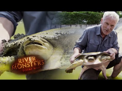 Jeremy Gets To Grips With a Bone Crushing Softshell Turtle | TURTLE | River Monsters