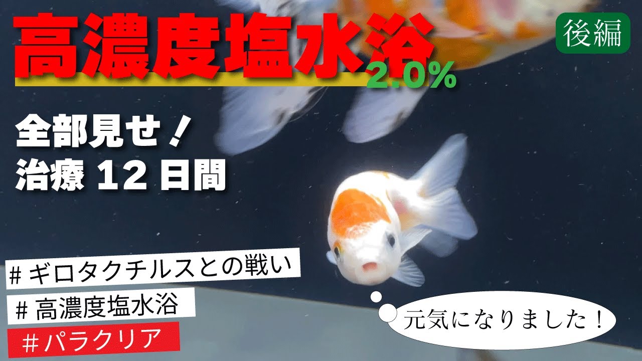 高濃度塩水浴で寄生虫をやっつける【金魚にまつわるトラブル#3】
