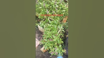 CÁ BÓNG KHO TIÊU NGÀY MƯA BÃO