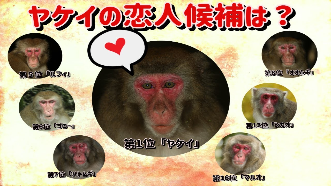B群「ヤケイ」特集 | Now on salu ~高崎山話題のサルたち~ | 高崎山 B群「ヤケイ」特集 | Now on salu ~高崎山話題のサルたち~ | 高崎山
