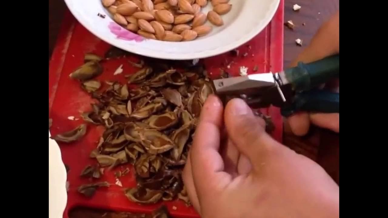 Колка абрикосовые косточки. Свистулька из косточки абрикоса. Абрикос разбитая кость. Миндаль и абрикосовая косточка. Косточки абрикоса/урюка очищенные (apricot seeds w/o).