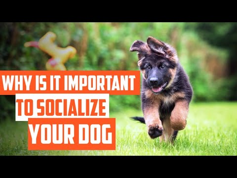 فيديو: كيفية تكوين صداقات مع الكلاب