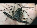 TIME LAPSE: Feeding my Damon Diadema (Tailless Whip Scorpion)