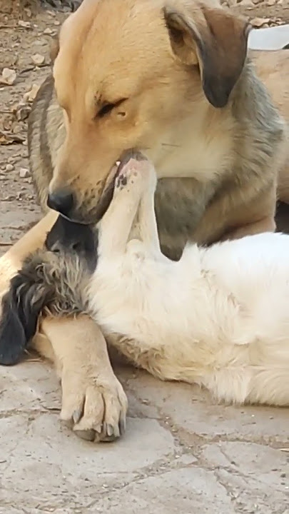 my dogs french-kissing! #viralvideo #kissing #frenchkiss