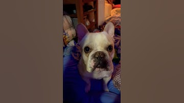 HELP ME IM TRAPPED IN HERE #shorts #short #fyp #trending #viralvideo #bulldog #frenchie #dog #love