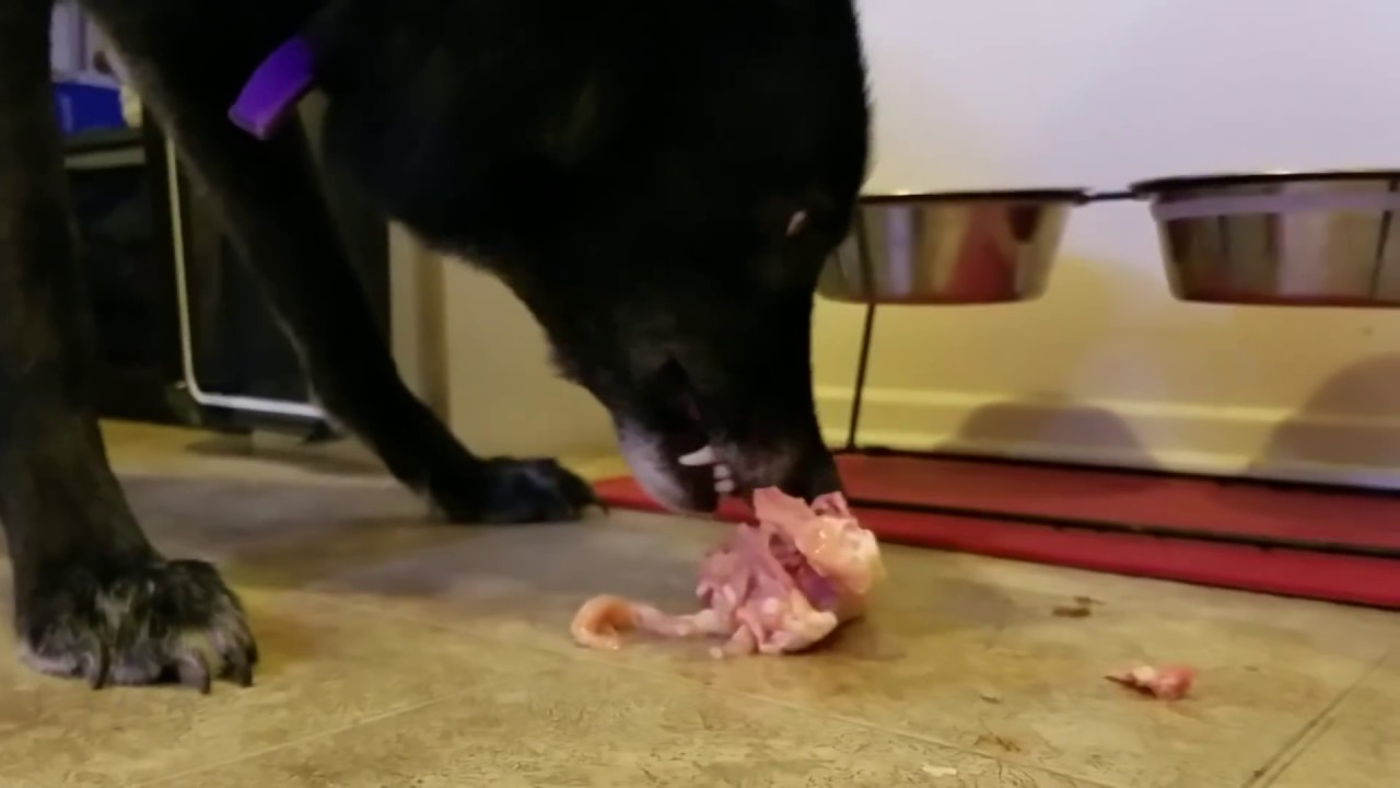 raw food materials Wolfdog eating Raw Chicken with Bones!