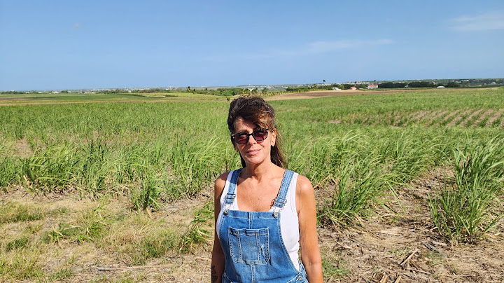 June 26, 2025 - Q in the Community at Brydes Mill with J (Barbados Live)