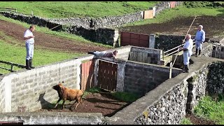 Ganadaria JAF - Separar/Desparasitar/Mudar De Pastagens - Ilha Terceira - Açores