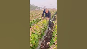 unique way of farmers to prune grape plants #shorts