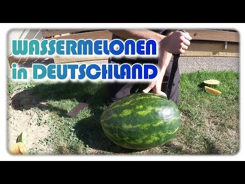 Video: Wie Man Wassermelonen Im Freien Anbaut