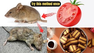 MAGIC TOMATO || How To Rid Rats Within 15 minutes || Home Remedy || Mouse Trap Tricks