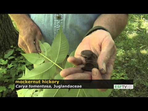 فيديو: ما هي أشجار Shagbark المستخدمة - نصائح حول زراعة أشجار Shagbark Hickory