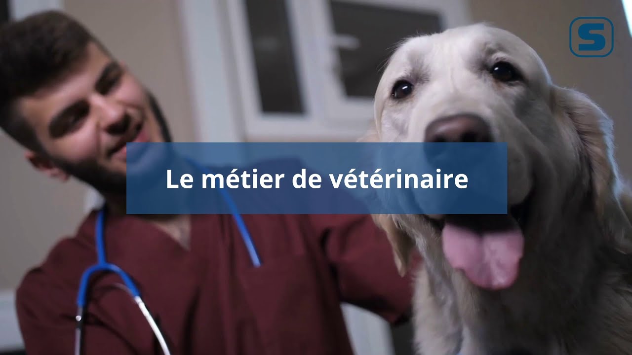 Devenir Veterinaire Fiche Metier Studyrama Devenir Veterinaire Fiche Metier Studyrama