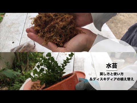 水苔の戻し方と使い方 ディスキディアの植え替え Youtube