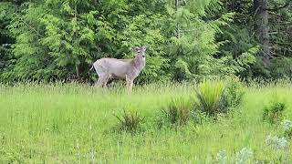 Deer Walking Slowly Away | Peaceful Wildlife Moment