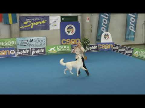 Video: Eier Krav Dog Show Forgiftning Fishy