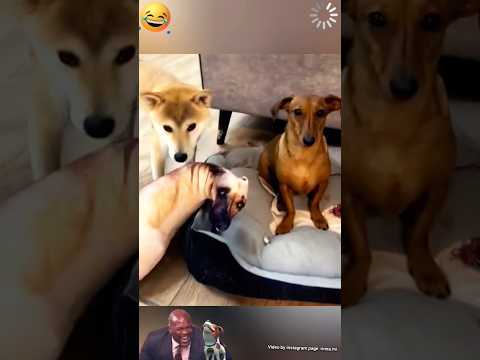 смешная реакция🤣 #cat #funny#смешно #юмор#прикол#собака#смешноевидео#смех#comedy#funnydog#реакция