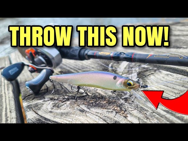 Find Grass, Throw THIS Worm, & Catch Bass! (Summer Bank Fishing