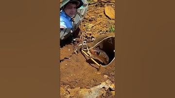 bẫy rắn độc lạ miền Tây cả nhà ơi