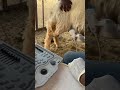 كيف اشخص بالموجات الصوتيه الحمل الكبير في الاغنام وكيفية الكشف با السونار