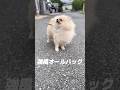 強風オールバック🌬️