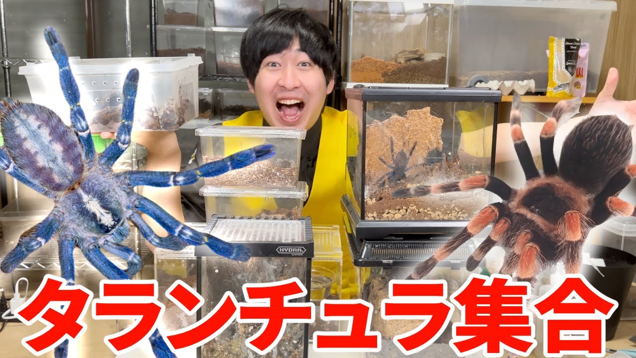 ペットのタランチュラ達をまとめてお見せします