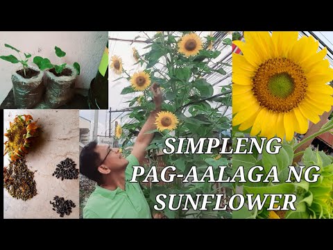Video: Paano Palaguin Ang Sunflower Malapit Sa St