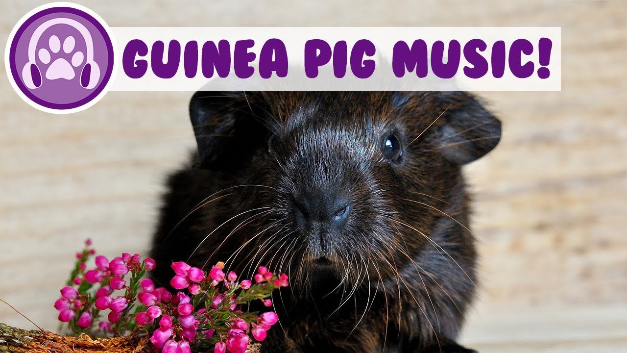 Guinea Pig Music! Music to Relax and Calm Guinea Pigs! YouTube