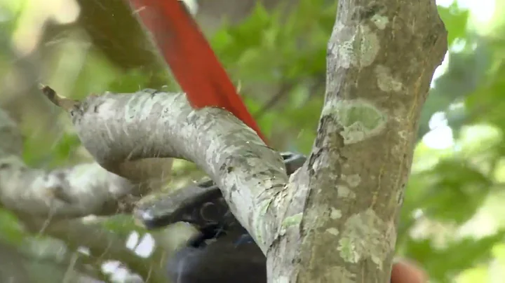 Simple Solutions: Using a Reciprocating Saw to Prune Tree Branches