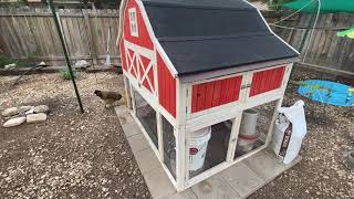 Mice in the Chicken Coop - Five Minute Chicken Tips!