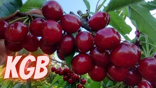 Famous KGB cherries Net Worth