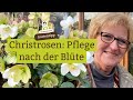 Sogar verblht sind sie noch schn aber wie pflegt man christrosen nach der blte