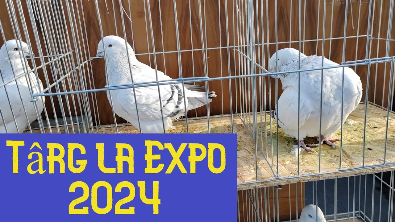 Targul de porumbei si alte pasari Expo 2024