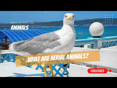Aerial Animals 👌 : What are aerial animals, types, characteristics & examples 🔥 #Animals