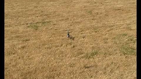 Trex bitza fbl no stabilization