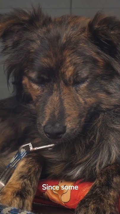 what-does-putting-a-muzzle-on-your-pet-really-mean-is-it-cruel-youtube