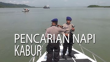 NET JATENG - PENCARIAN NAPI KABUR