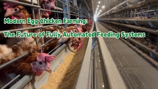 Modern Egg Chicken Farming: The Future of Fully Automated Feeding Systems