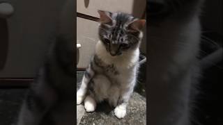Download Lagu jungkir balik 🗿 #meme #shorts MP3 Download Lagu jungkir balik 🗿 #meme #shorts MP3