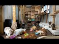 久々の猫部屋🐈