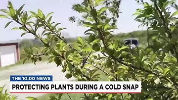 How to protect your plants during a cold snap
