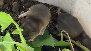 Baby gophers digging and eating