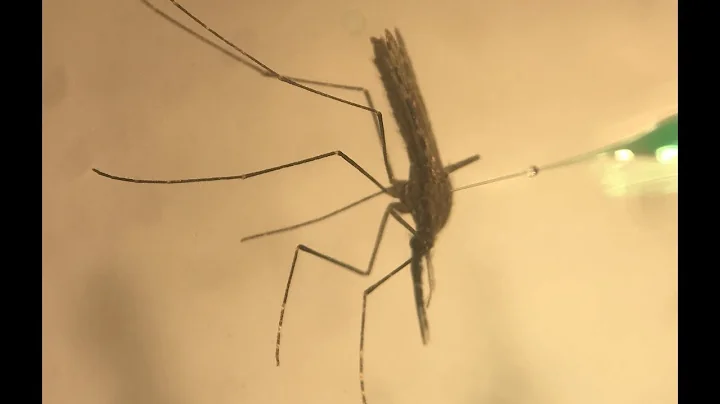 Mosquito Research from NIAID - DayDayNews