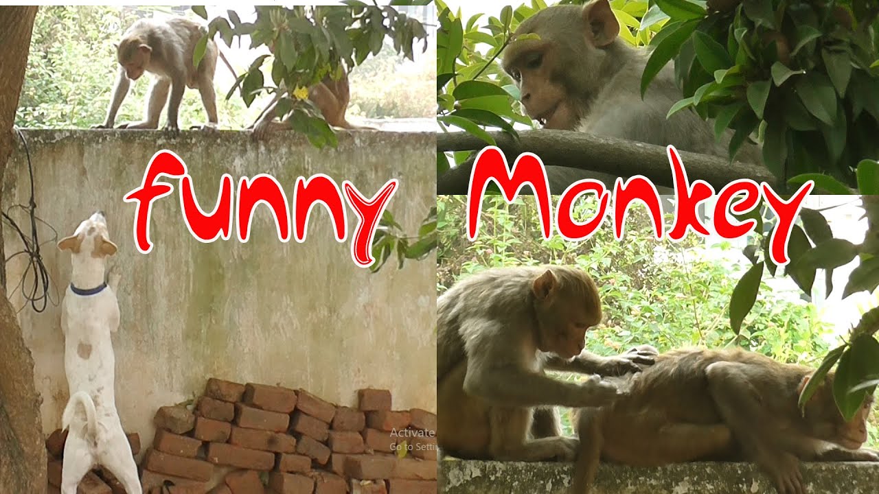 Funny Monkey vs dog || Just for fun || 2K video || Vinny Telugu Vlogs ...