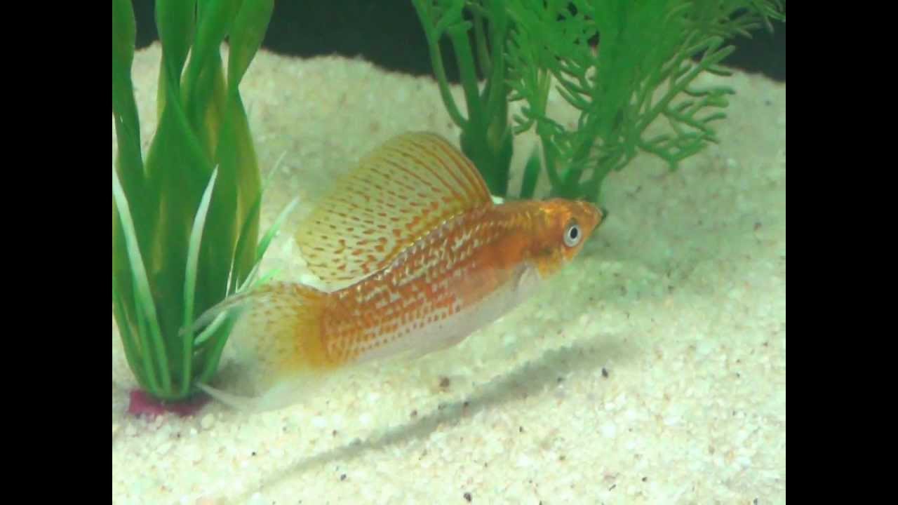 Creamsicle Sailfin Lyretail Molly YouTube